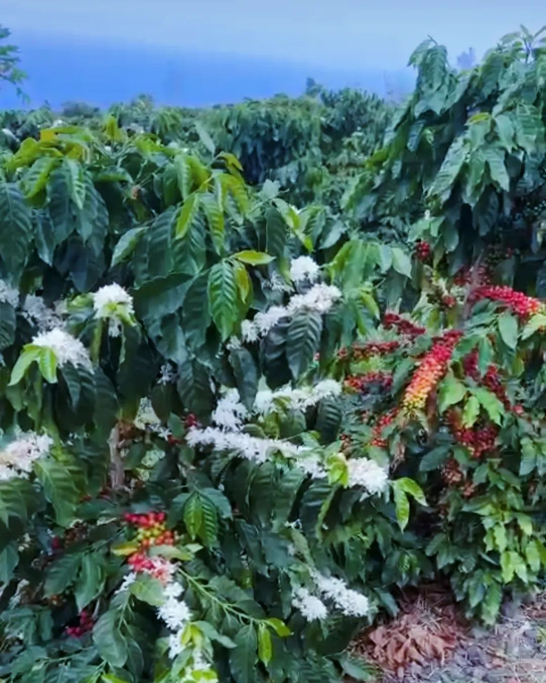 ESTATE NANI * 100% Kona Coffee * 16 oz (454 g) (Chef's Pick)