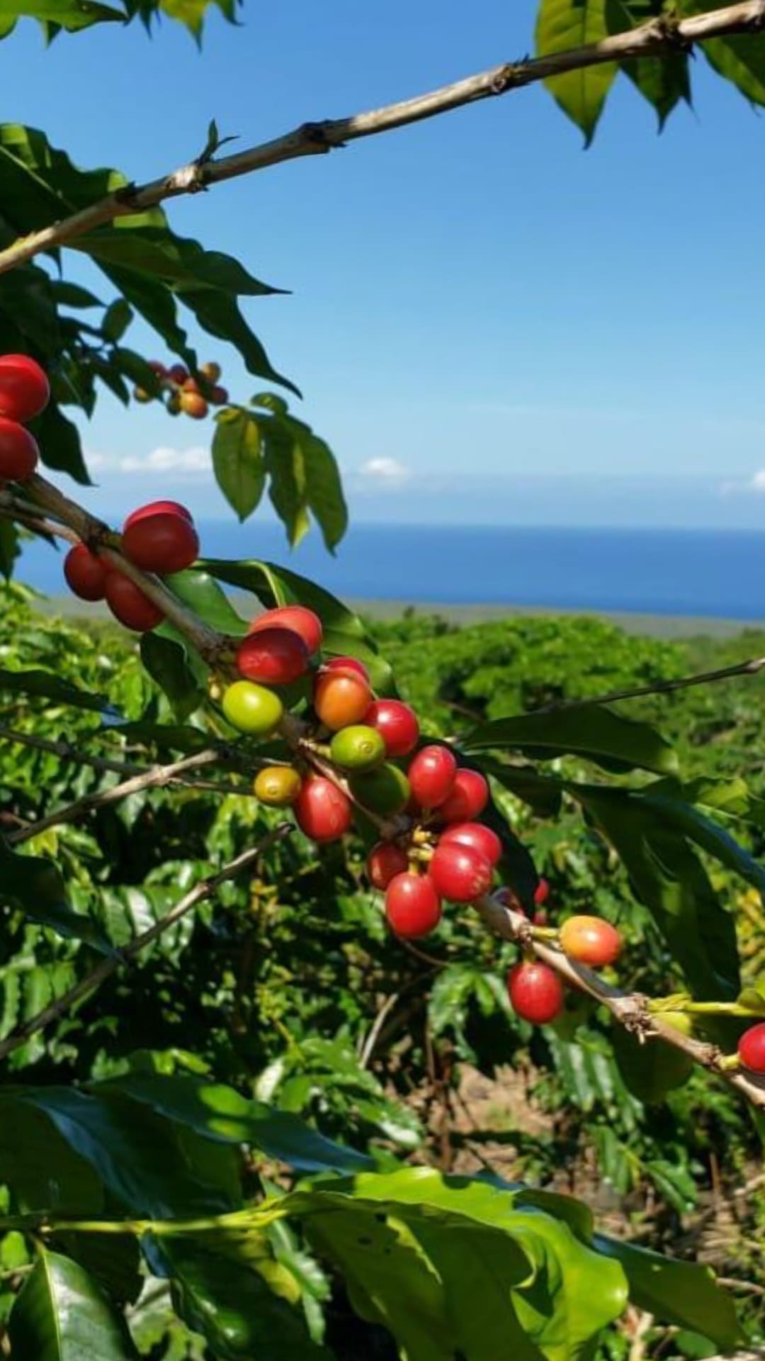 8 oz (227 g) * ESTATE NANI * 100% Kona Coffee (Chef's Pick) - Original Price $29.99
